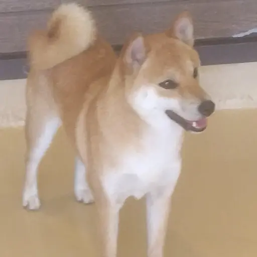 AstuteCage1775의 柴犬