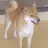 柴犬