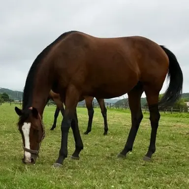 Profile image of サクラ