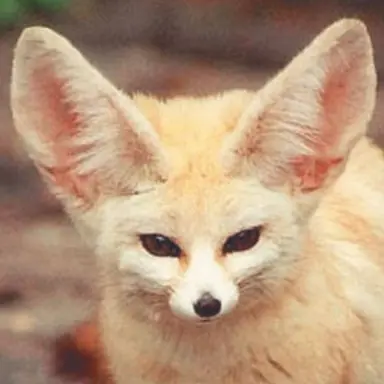 Profile image of 여우