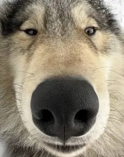 Profile image of 늑대