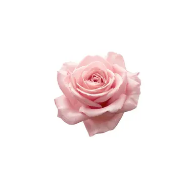Profile image of 카와니시 타이치