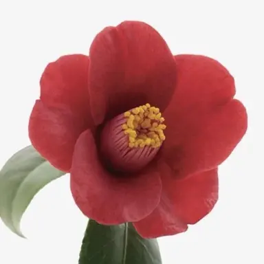 Profile image of 세미 에이타