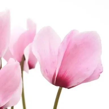 Profile image of 카와니시 타이치