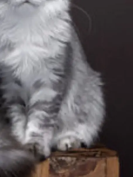 CyberCats9673의 昔、怪我してた野良猫を助けただけなのに！