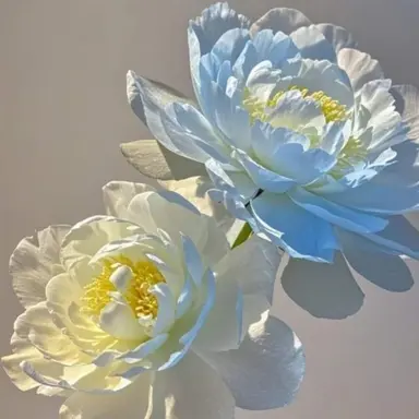 Profile image of 백하성