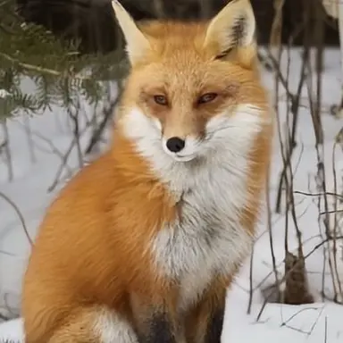 Profile image of 여우