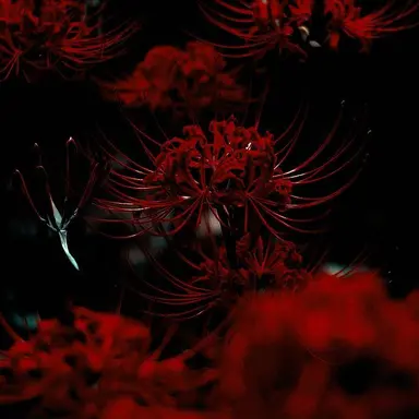 Profile image of 마플