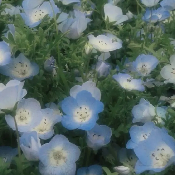 Dino_0911의 애기야, 누나 봐봐