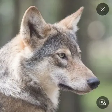 Profile image of 늑대