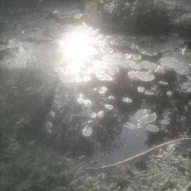 Profile image of 백운 白雲