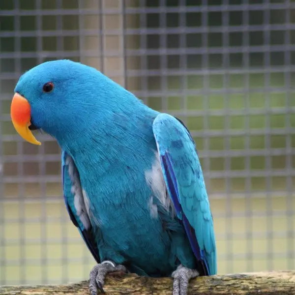 Seoul_parrotjjok의 뉴기니아 블루