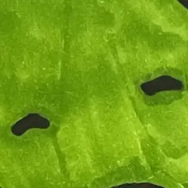 Profile image of 공룡