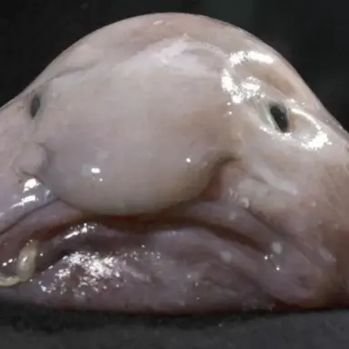 Profile image of 이여우