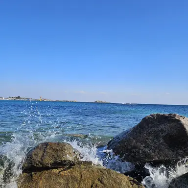 Profile image of 다루마