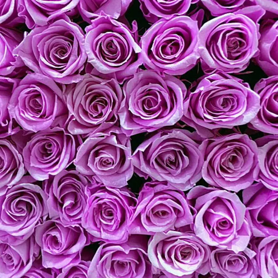 Sakana_cat.28326의 見えない物