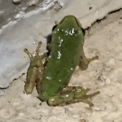 간호사