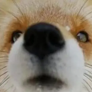 Profile image of 여우