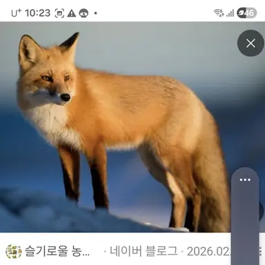 Profile image of 여우