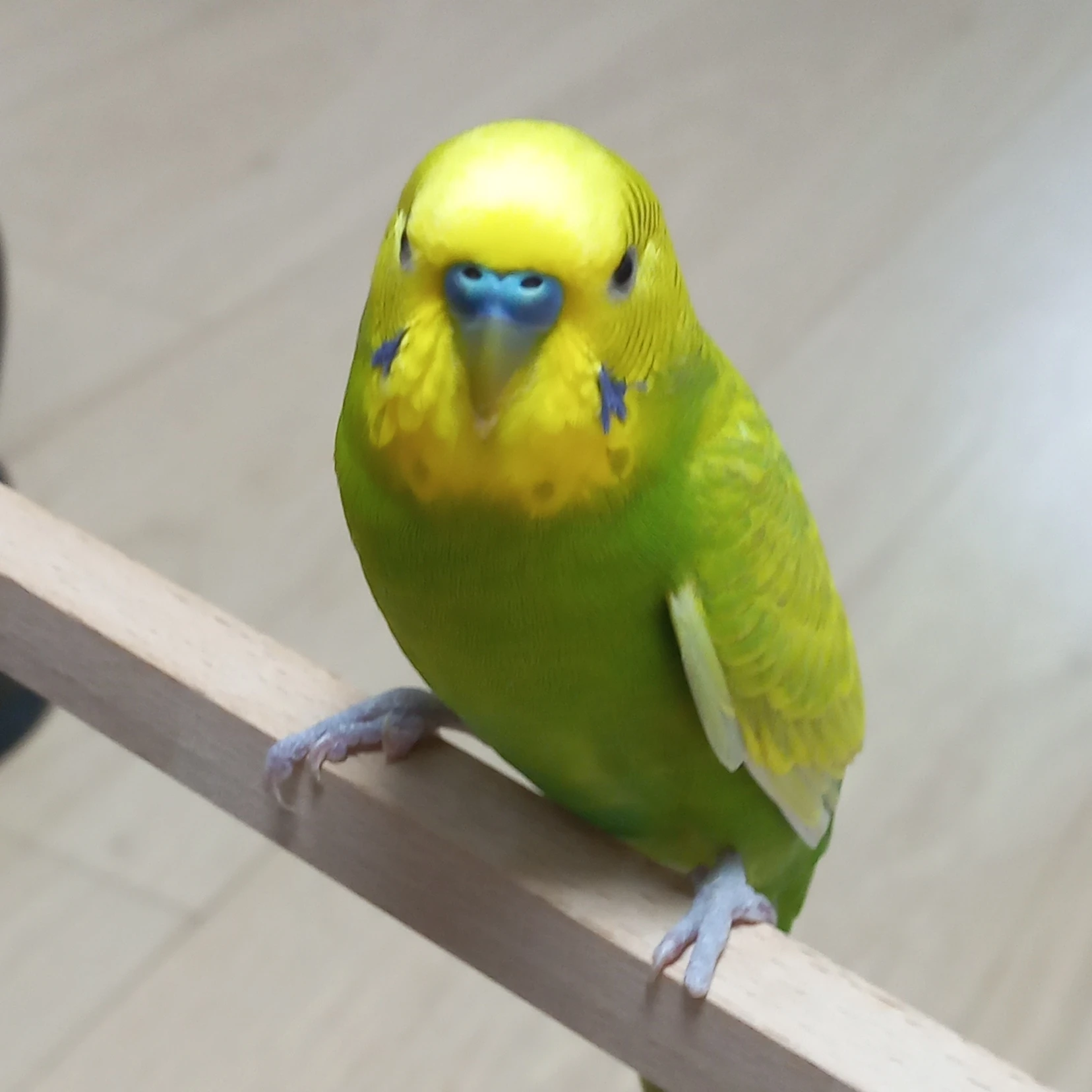 애플이