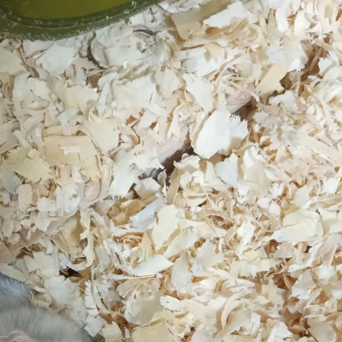 タイタンカメラマン