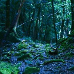 樹海の森