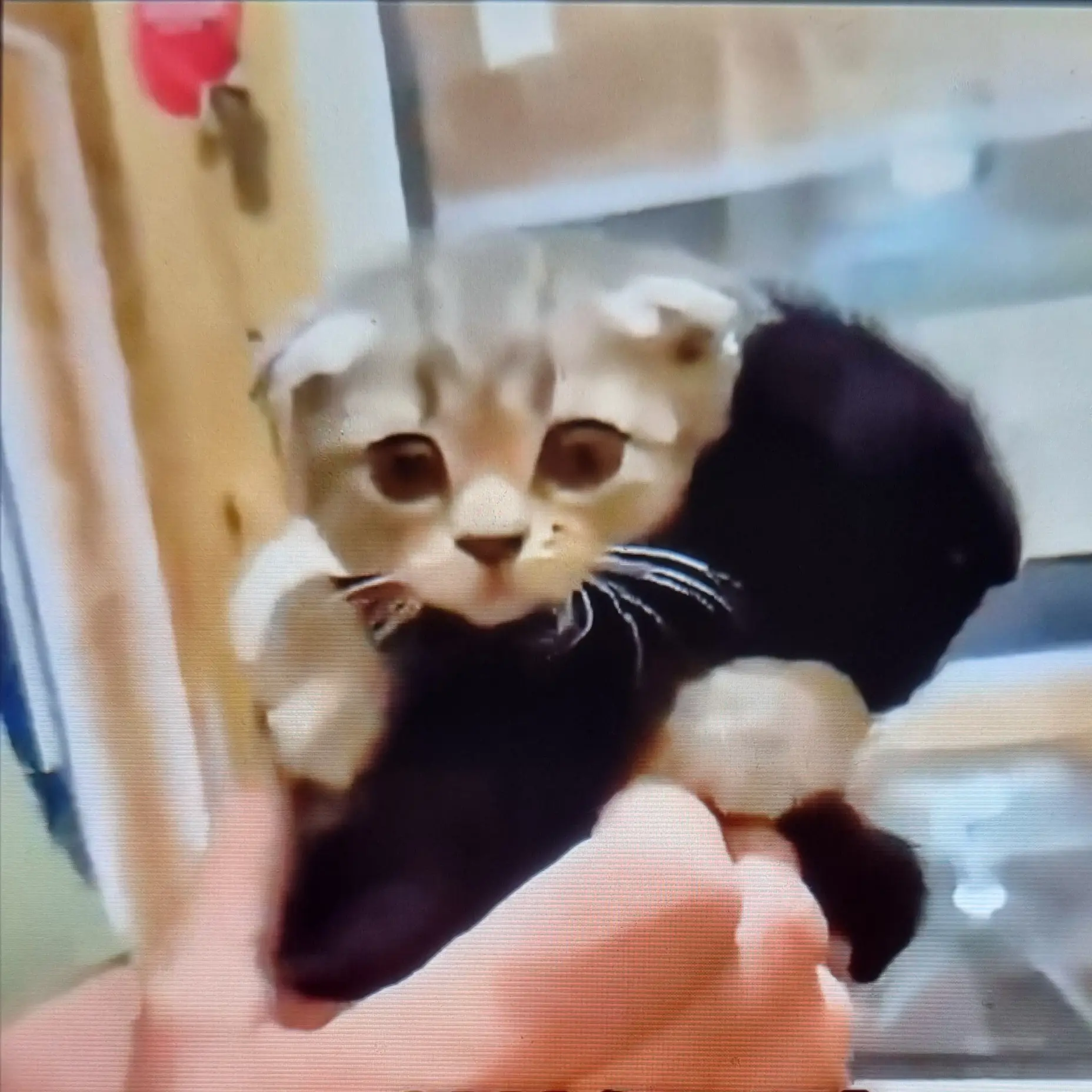Tairen1228의 새끼냥이 세아