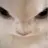 우유참치