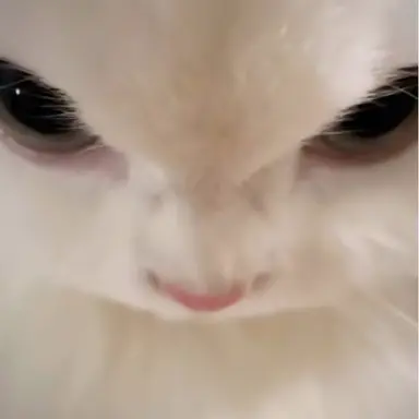 Profile image of 멜로우