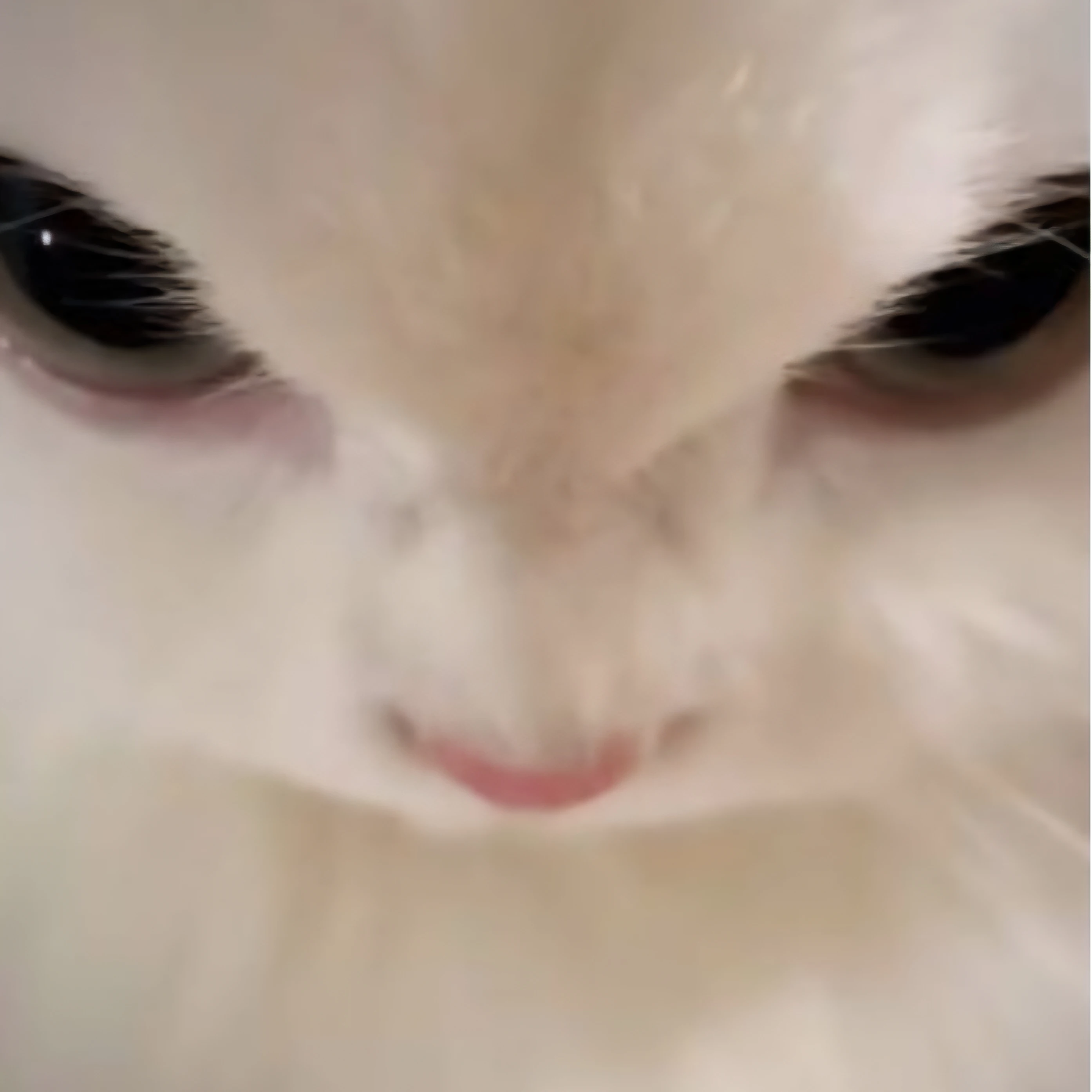 벨키