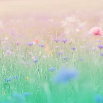 SafeBanjo4011의 花畑