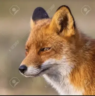 Profile image of 김채린