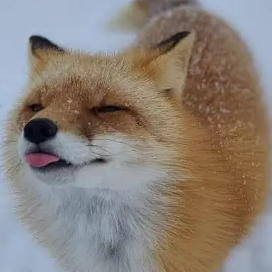 Profile image of 여우