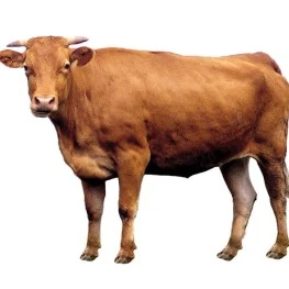소