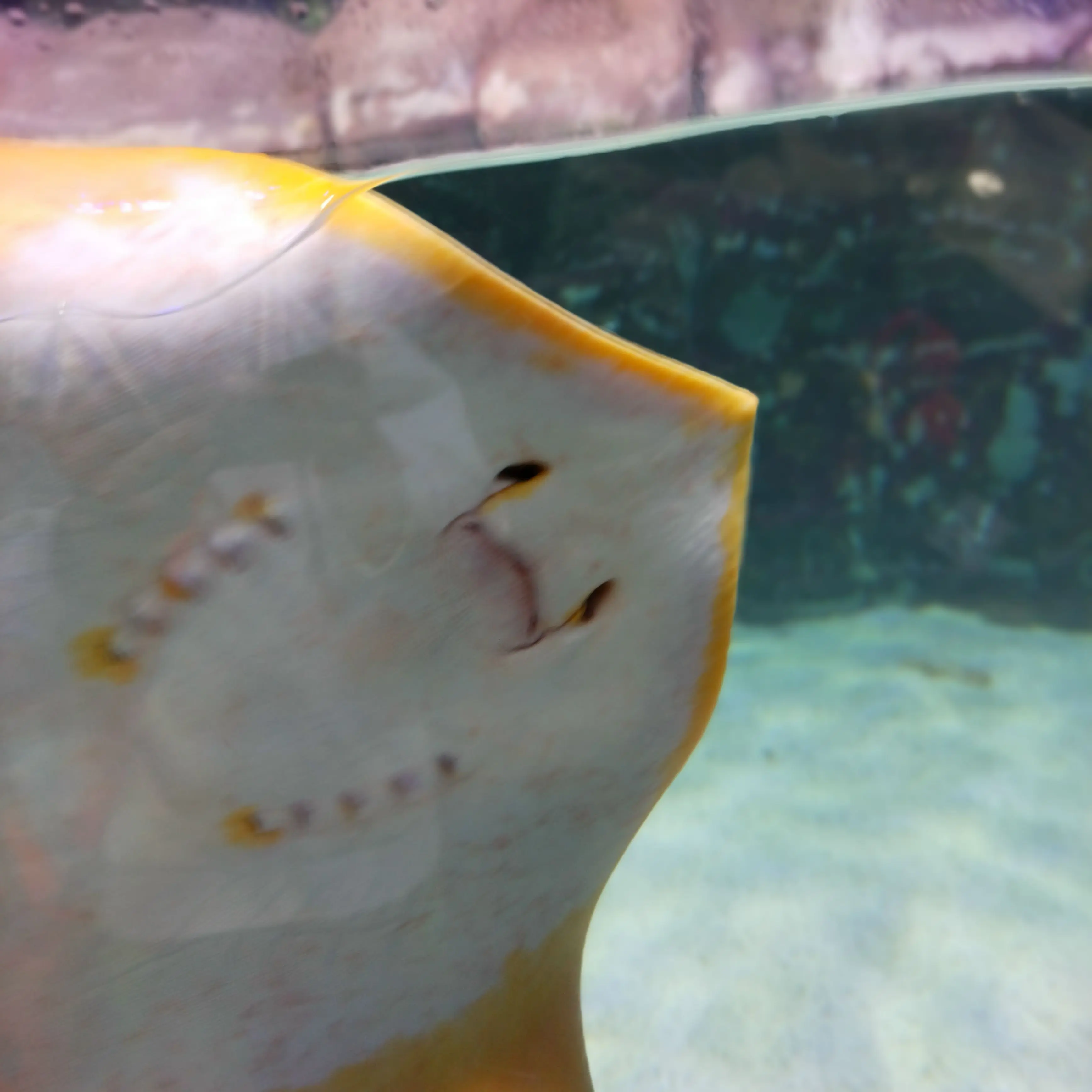 p.i의 [게리시점] 주토피아 2