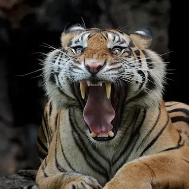 Profile image of 메레