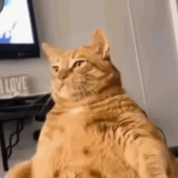 Mellruy의 집착고양이