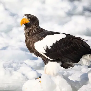 Profile image of オオワシ