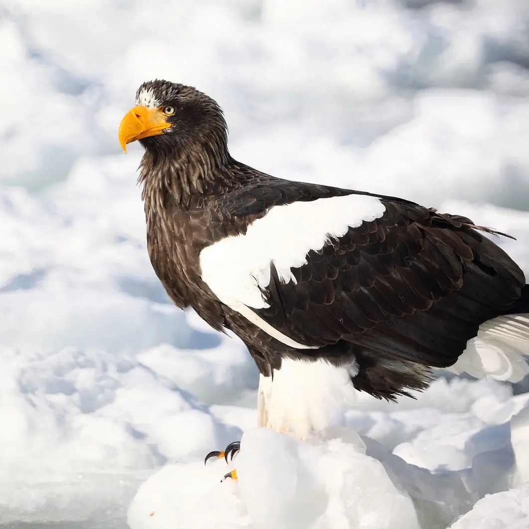 RelishDrone6990의 バイク世界