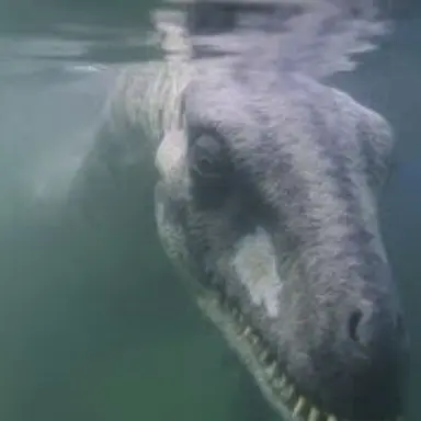 Profile image of 네시