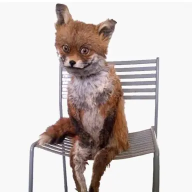 Profile image of 여우