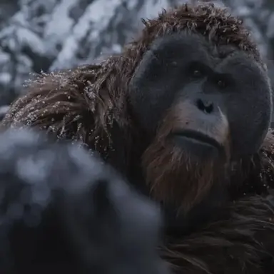 Profile image of 모리스