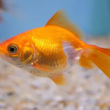 Profile image of Buddy
