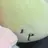 공룡