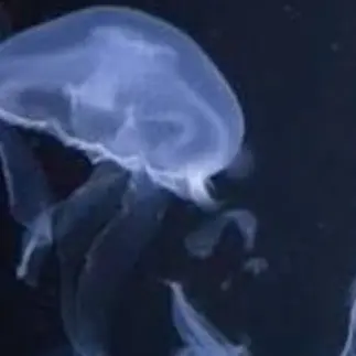 Profile image of 잠뜰