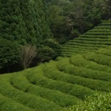 Profile image of 공룡