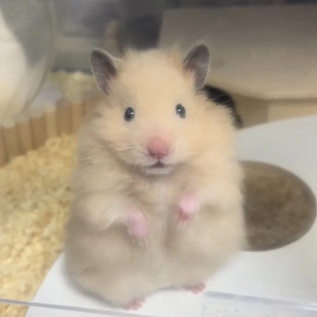 햄토리
