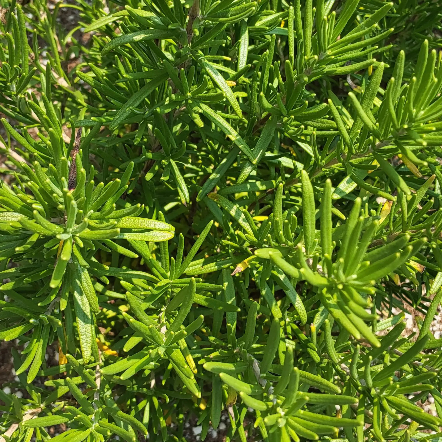 VocalModem7524의 마음데로 하세요.