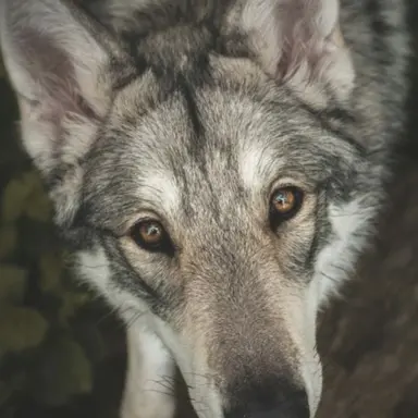 Profile image of 목늑대