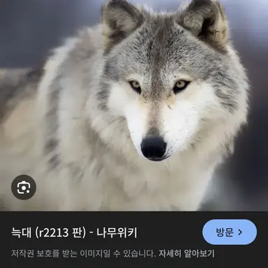 Profile image of 늑대